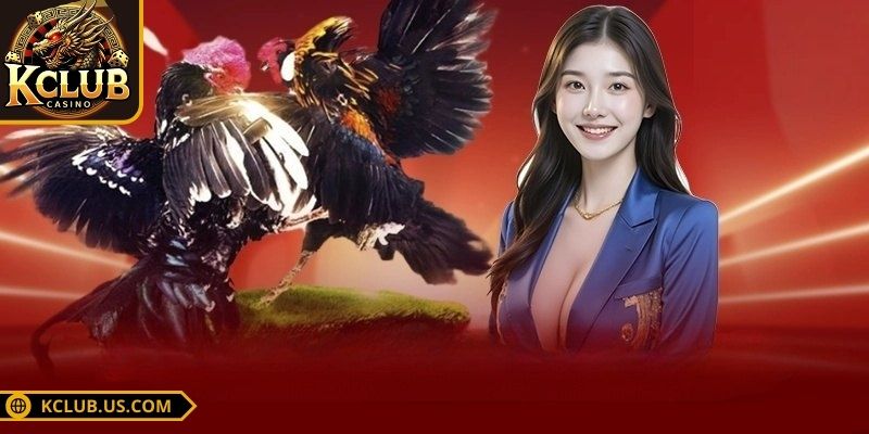 Đá Gà 4K KCLUB - Cược Đá Gà Trực Tuyến Siêu Đẳng Cấp 1 Chơi cược đá gà 4K tại nền tảng uy tín