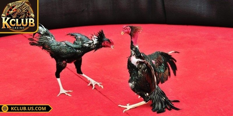 Đá Gà 4K KCLUB - Cược Đá Gà Trực Tuyến Siêu Đẳng Cấp 2 Phân biệt hình thức cược đá gà 4K KCLUB