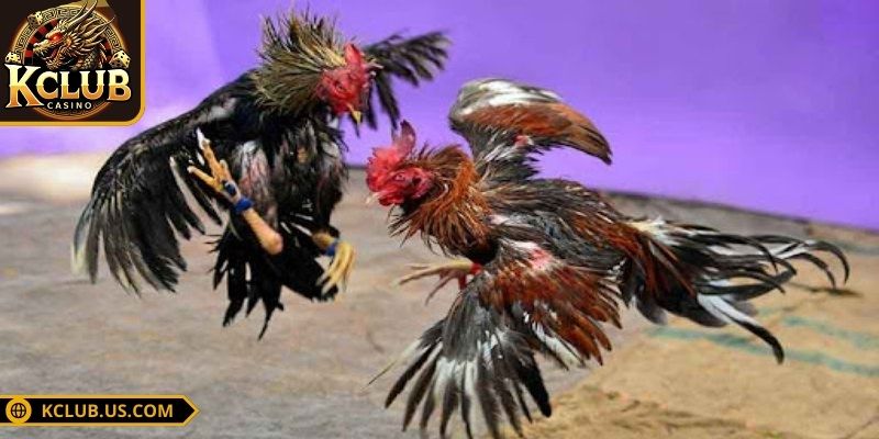 Đá Gà 4K KCLUB - Cược Đá Gà Trực Tuyến Siêu Đẳng Cấp 3 Đá gà 4K KCLUB và bí kíp phân định thắng thua