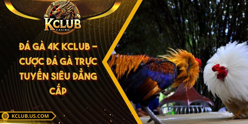 Đá Gà 4K KCLUB - Cược Đá Gà Trực Tuyến Siêu Đẳng Cấp