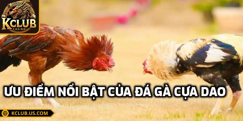 Đá gà cựa dao KCLUB - Trải Nghiệm Gay Cấn Thu Về Tiền Khủng 2 Không khí reo hò tại trường gà trực tiếp