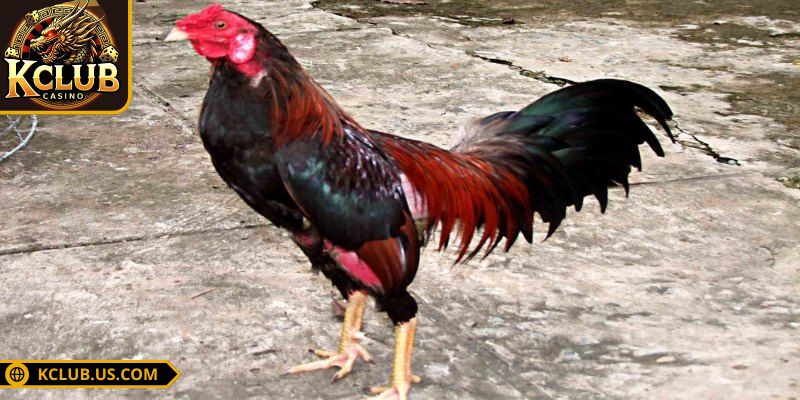 Cách chọn gà tốt khi tham gia chọi kê
