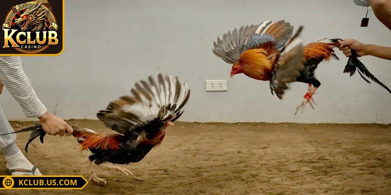 Nội quy về chạng đá gà cựa sắt KCLUB