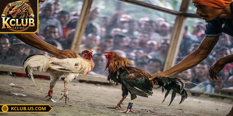 Sơ lược về đá gà cựa sắt tại cổng game