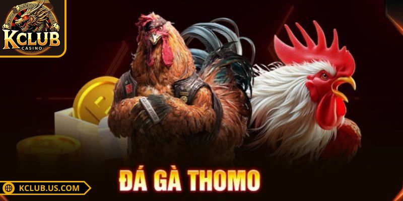 Đá Gà Thomo KCLUB Trực Tiếp Mỗi Ngày Tỷ Lệ Thắng Cao 1 Khám phá trận đá gà Thomo hấp dẫn nhất