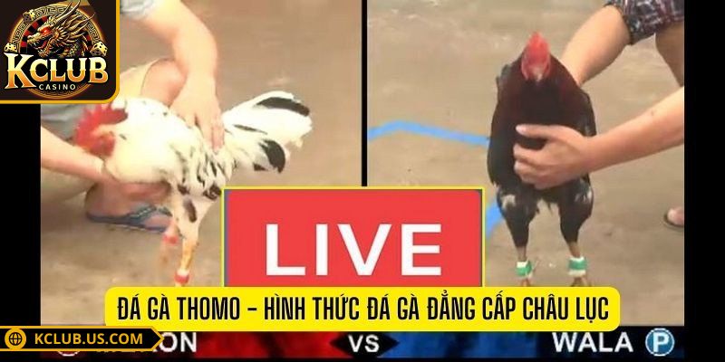 Đá Gà Thomo KCLUB Trực Tiếp Mỗi Ngày Tỷ Lệ Thắng Cao 2 Những lý do nên chọn đá gà Thomo tại cổng cược