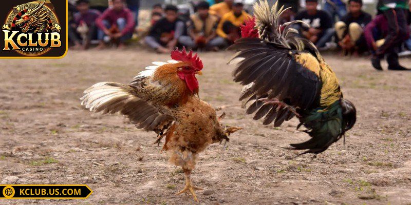 Đá Gà Tre KCLUB Làm Mê Mẩn Giới Chơi Với Mỗi Trận Cực Đỉnh 2 Đá gà tre KCLUB không khó nếu biết cách chơi