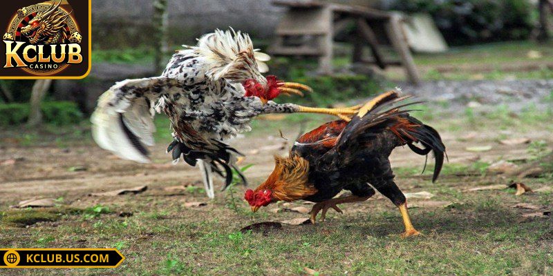 Đá Gà Tre KCLUB Làm Mê Mẩn Giới Chơi Với Mỗi Trận Cực Đỉnh 3 Ghi nhớ lưu ý chi tiêu thông thái