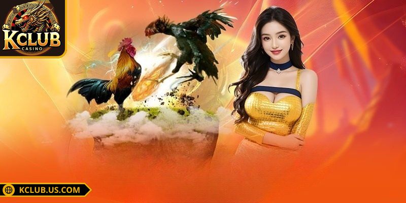 Đá Gà Tre KCLUB Làm Mê Mẩn Giới Chơi Với Mỗi Trận Cực Đỉnh 1 Khám phá hình thức đá gà tre được ưa chuộng